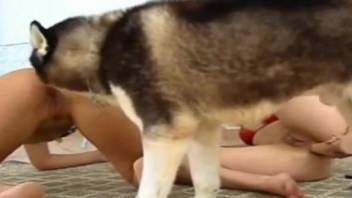Intimate shots where two sluts divide a canine cock