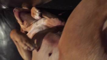 Guy thrusting two fingers into that snug canine orifice