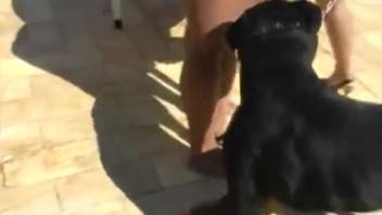 Hot booty ladies sharing a canine cock in complete anal action scenes