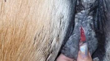 Aroused female sticks the fingers into the horse's vagina