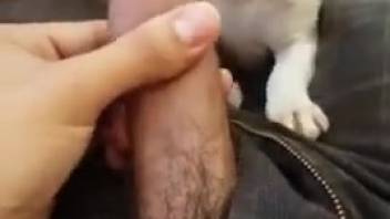 Guy adores the tiny pup lapping at his stiff penis in those ways