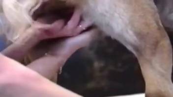 Blond-haired beauty worships a dog's hot cock