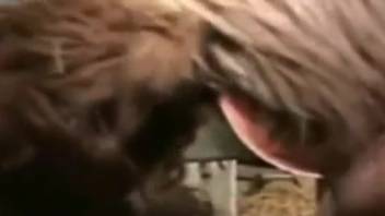 Thrilling bestiality sex scene featuring extreme anal stretching