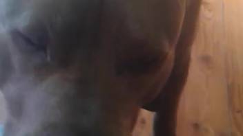 Guy tonguing another guy's tasty butthole on webcam