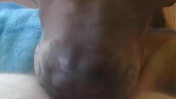 Messy bestiality webcam session with her loyal dog