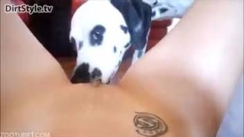Attractive woman allows her Dalmatian dog to lick her vagina