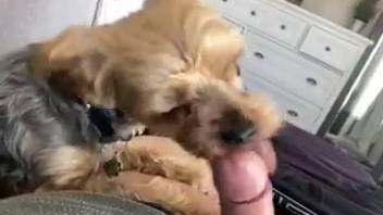 Guy's super rigid cock is satisfied by a creature