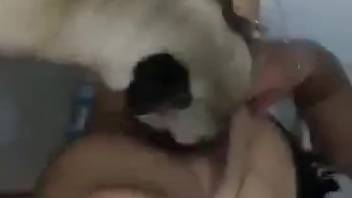 Curvy slut with a bushy pussy gets tongued by a young dog
