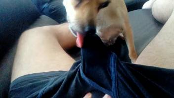 Guy's dick is tongued by an incredibly hot vixen
