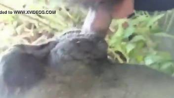 Dude fucking an animal's tight hole in a kinky video