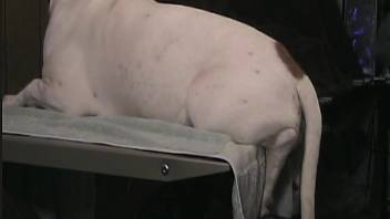 Guy anally penetrates his pet dog following some mischievous fun