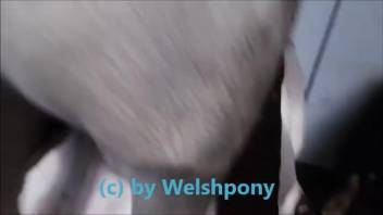 Stallion's rigid dick pounding a Welsh transvestite