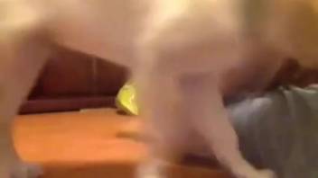 Tiny pup smelling and tonguing a moist vaginal entrance