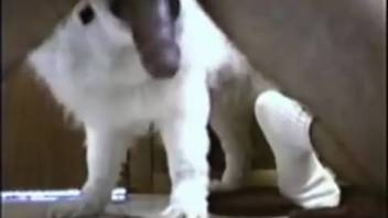 Guy employing his stiff dick to satisfy an alluring canine