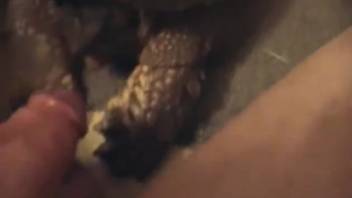 Guy succeeds in throat-fucking an obedient petite tortoise