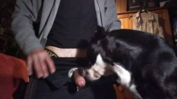 Guy's dick is being tongued by a hot beast