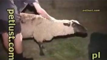 Man with naughty desires gets fuckking with a sheep