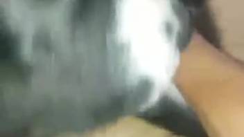 Guy messing around with an incredibly hot dog-like beast