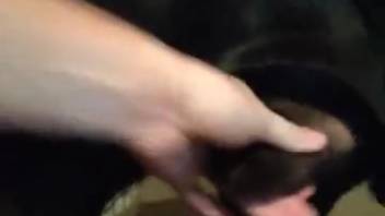 First-person view oral sex scene on a woman with an aroused bestiality lover