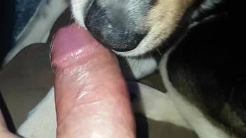 Excited guy enjoys the way the dog licks his hard cock