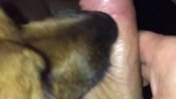 Guy masturbates while his dog licks the cum from his penis
