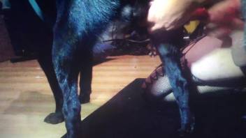 Dog's delicious cock getting pampered by a sissy
