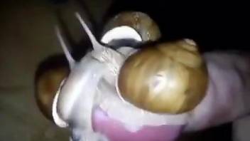 Dude fucking snails in a very bizarre porno movie