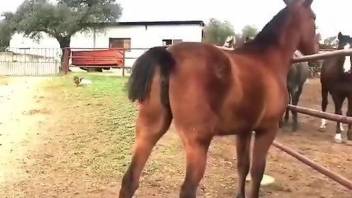 Man drools by the sight of two horses mating