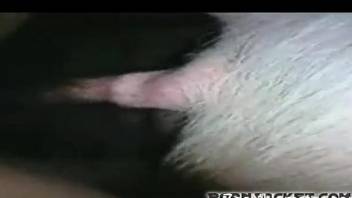 Insolent female tapes enduring the pig's cock for a few rounds