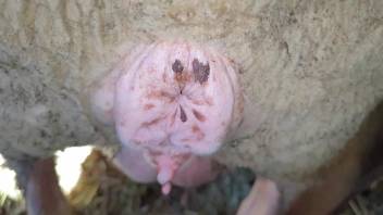 Guy screwing a beast's steamy orifice in a complimentary adult clip