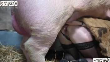 Masked zoophile in stockings bangs with a pig
