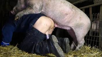 HD pig intercourse clip starring an alluring beast
