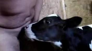 Hot beast satisfying a chubby guy's erect cock