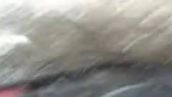 Guy's rigid cock overpowers a wild vixen's steamy slit