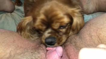 Great session of point-of-view oral sex on a lustful female dog