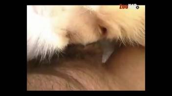 Guy's hard dick pounding a sexy wild vixen