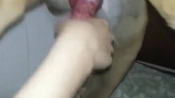 Canine laps at female's moist vagina in messy styles