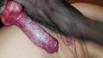 Pink pussy zoophile getting screwed by a kinky dog