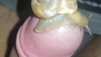 Guy's uncut cock getting pleasured by a sexy snail