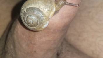 Man's uncircumcised penis being satisfied by an alluring snail