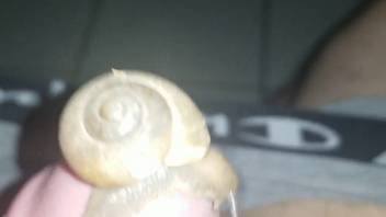 Uncircumcised penis being stimulated in first-person view by alluring snails