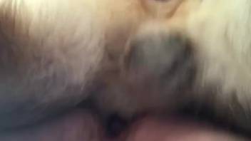 Close-up footage of male zoophilia featuring a narrow anus