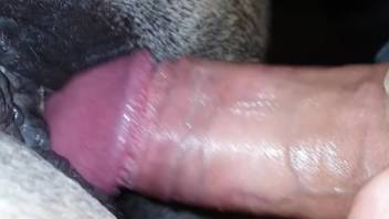Anal toy filly being pounded by a massive cock