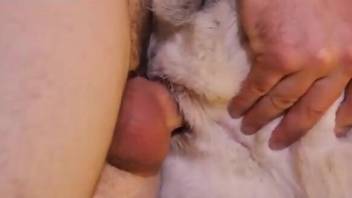 Dude is happy to dominate a dog's tight little hole