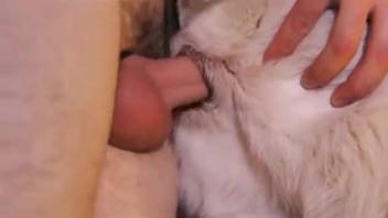 Guy is thrilled to control a canine's snug tiny opening