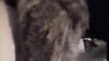Hairy monster pounding this voluptuous chick's snug opening