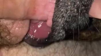 Guy shoves his full cock deep into the pooch's slick maw