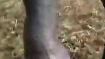 Sexy animal penis pleasured in POV by a zoophile