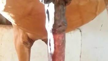 Oversized stallion cock captured in a voyeur video