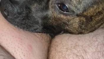 Guy compels his canine to tongue his testicles and deepthroat his penis